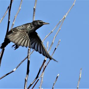 Common Starling