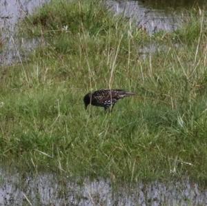 Common Starling