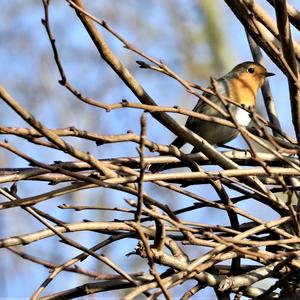 European Robin