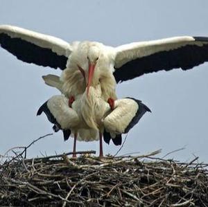 White Stork