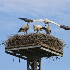 White Stork