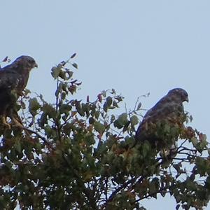 Mäusebussard