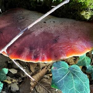 Beefsteak Polypore