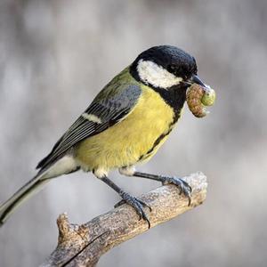 Great Tit