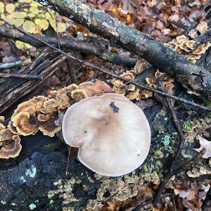 Fawn Mushroom