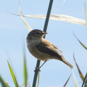 Common Chiffchaff