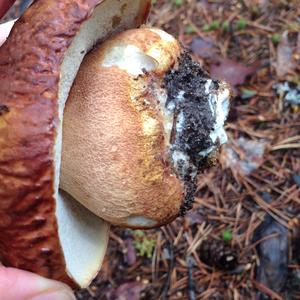 King Bolete