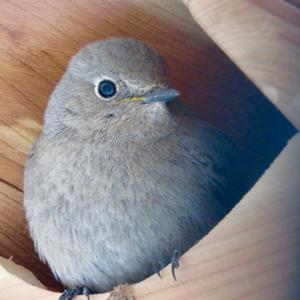 Black Redstart