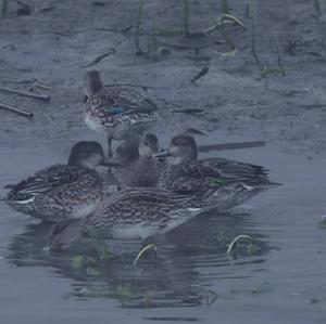 Common Teal