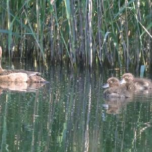 Tufted Duck