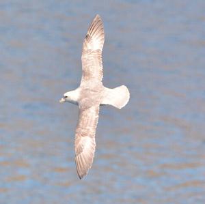 Northern Fulmar