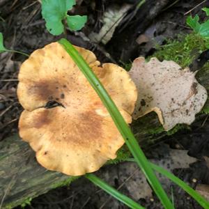 Black-footed Polypore