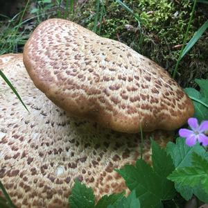 Dryad`s Saddle