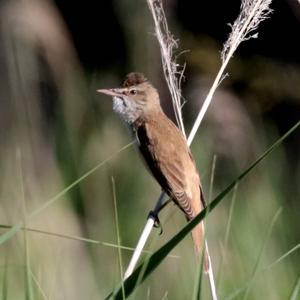 Great Reed-warbler