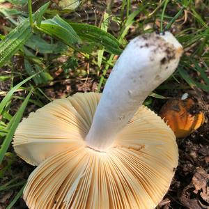 Bare-toothed Russula