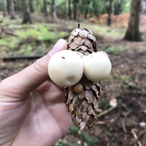 Gem-studded Puffball