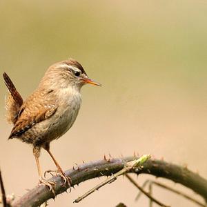 Winter Wren