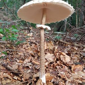 Parasol Mushroom