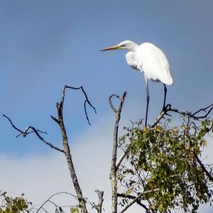 Great Egret