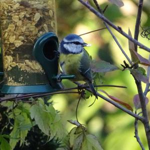 Blue Tit