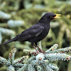 Eurasian Blackbird