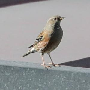 Alpine Accentor