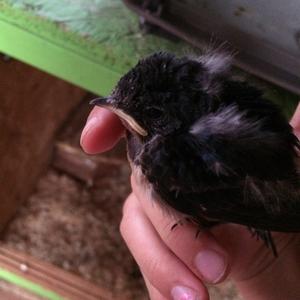 Barn Swallow