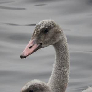 Trumpeter Swan