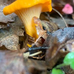 Chanterelle, Common