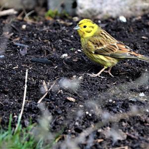 Yellowhammer