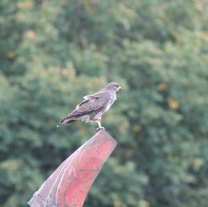 Common Buzzard