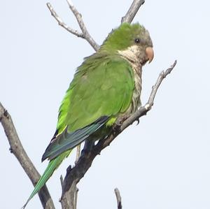 Monk Parakeet