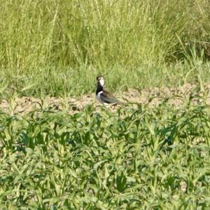 Northern Lapwing