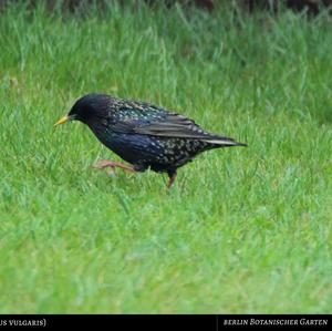 Common Starling