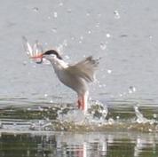 Common Tern