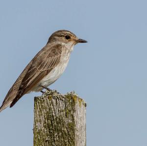 Spotted Flycatcher