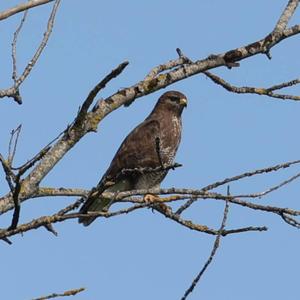 Mäusebussard