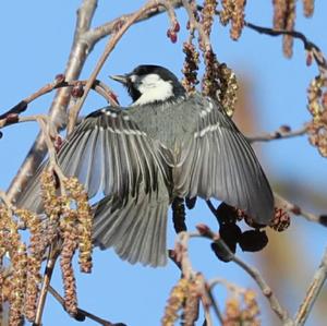 Coal Tit