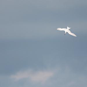 Sandwich Tern