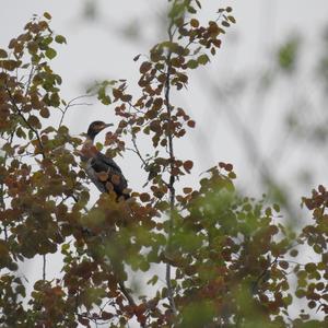 Great Cormorant