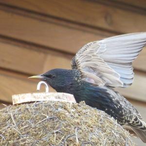 Common Starling