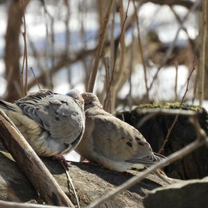 Mourning Dove