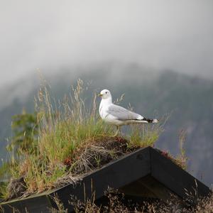 Herring Gull