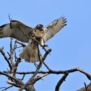 Rotschwanzbussard