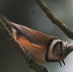 Crested Tit