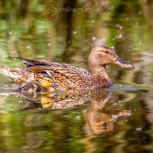 Mallard