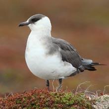 Parasitic Jaeger