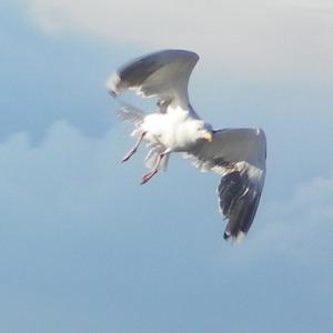 Great Black-backed Gull