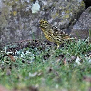 Yellowhammer