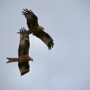 Red Kite